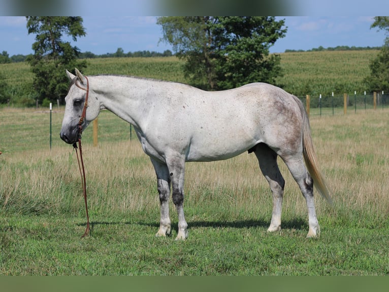 American Quarter Horse Wałach 9 lat 152 cm Siwa in Sonora Ky