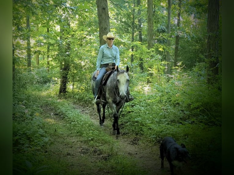 American Quarter Horse Wałach 9 lat 152 cm Siwa in Winchester, OH