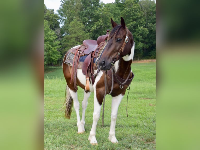 American Quarter Horse Wałach 9 lat 152 cm Tobiano wszelkich maści in Greenville Ky