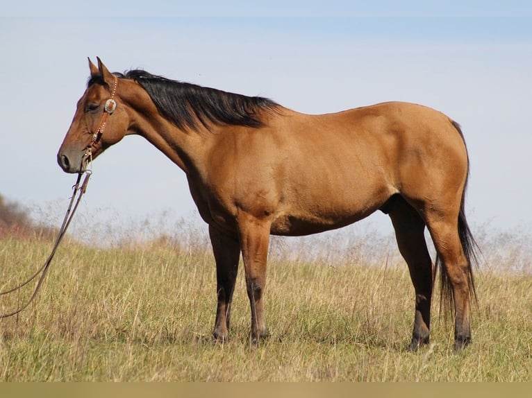 American Quarter Horse Wałach 9 lat 155 cm Bułana in Brodhead Ky