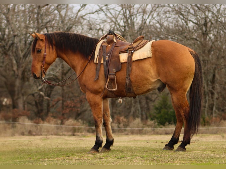 American Quarter Horse Wałach 9 lat 155 cm Bułana in De Kalb, TX