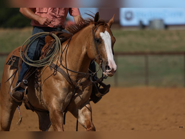 American Quarter Horse Wałach 9 lat 155 cm Bułana in Kingston, OK