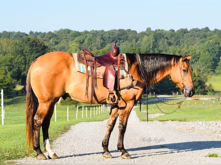 American Quarter Horse Wałach 9 lat 155 cm Bułana in Greenville KY