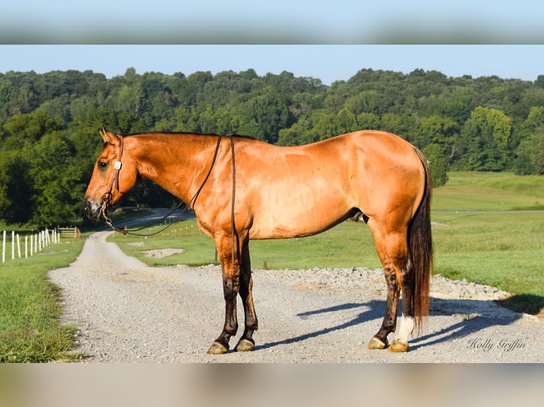 American Quarter Horse Wałach 9 lat 155 cm Bułana in Greenville KY