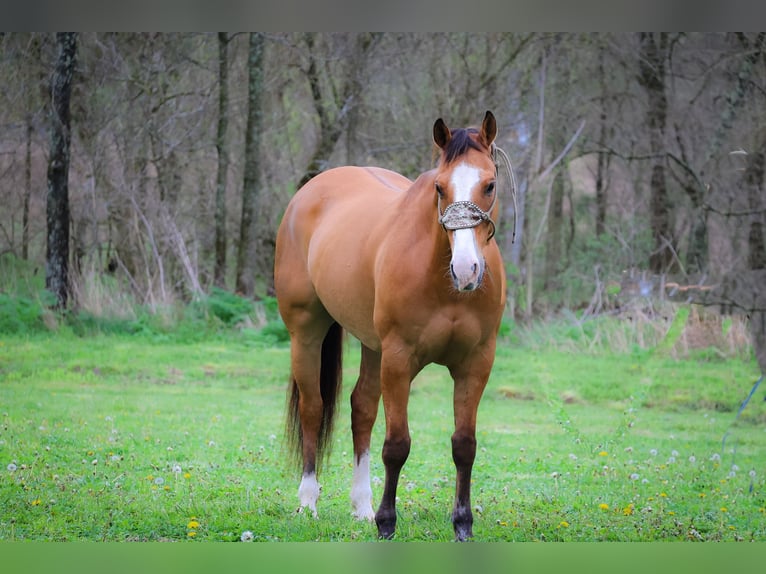 American Quarter Horse Wałach 9 lat 155 cm Bułana in Flemingsburg KY