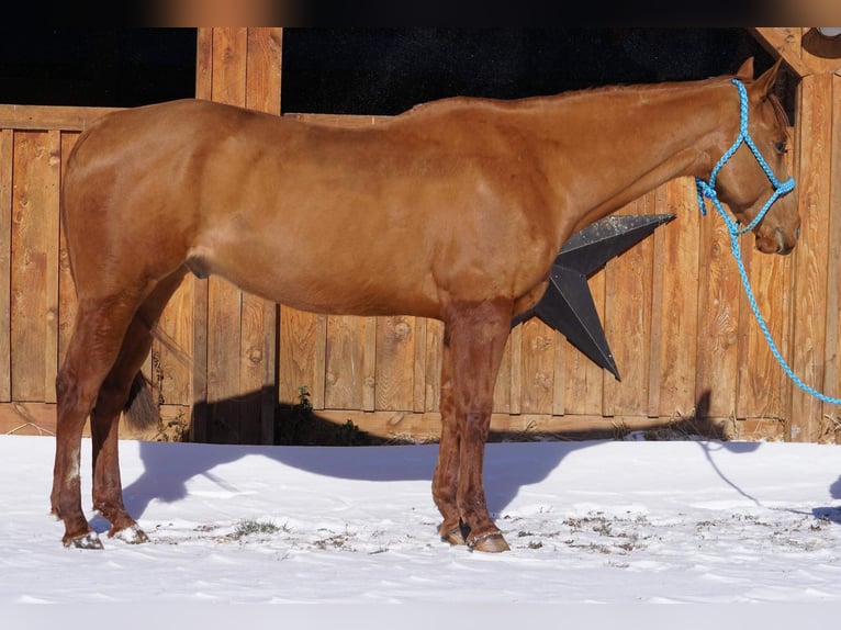 American Quarter Horse Wałach 9 lat 155 cm Ciemnokasztanowata in Jersey Shore PA