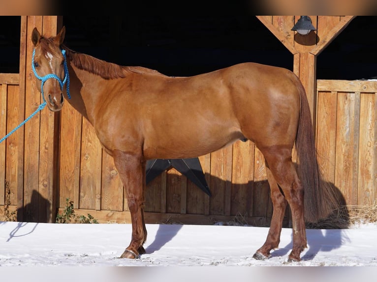 American Quarter Horse Wałach 9 lat 155 cm Ciemnokasztanowata in Jersey Shore PA