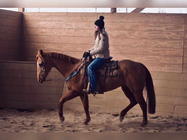 American Quarter Horse Wałach 9 lat 155 cm Ciemnokasztanowata in Jersey Shore PA