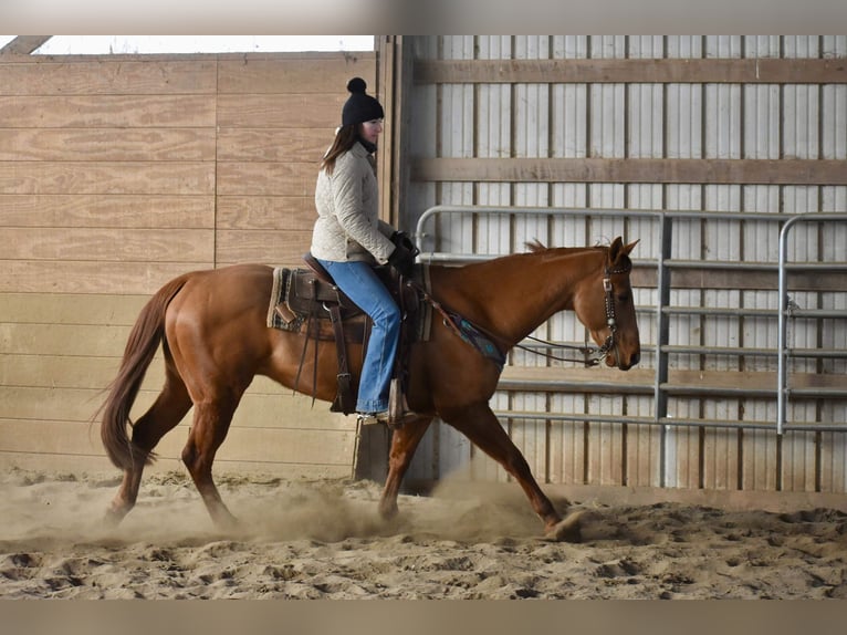 American Quarter Horse Wałach 9 lat 155 cm Ciemnokasztanowata in Jersey Shore PA