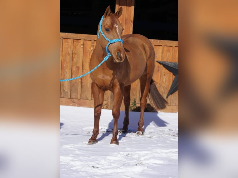 American Quarter Horse Wałach 9 lat 155 cm Ciemnokasztanowata in Jersey Shore PA