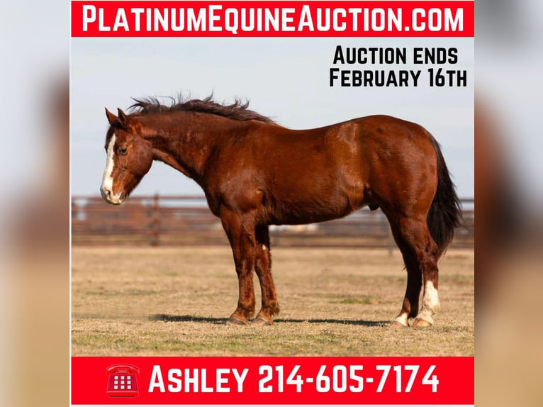 American Quarter Horse Wałach 9 lat 155 cm Ciemnokasztanowata in Weatherford TX