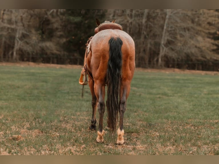 American Quarter Horse Wałach 9 lat 155 cm Gniada in CHERRYVILLE, NC