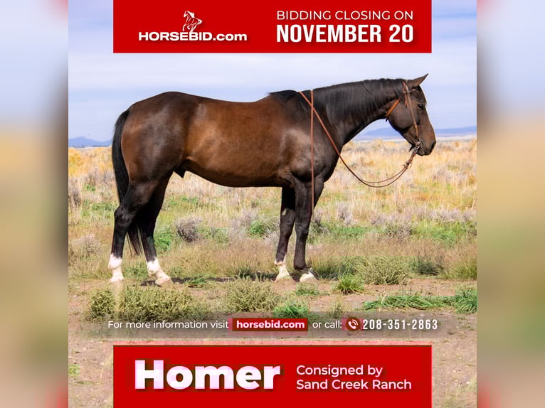 American Quarter Horse Wałach 9 lat 155 cm Gniada in Saint Anthony
