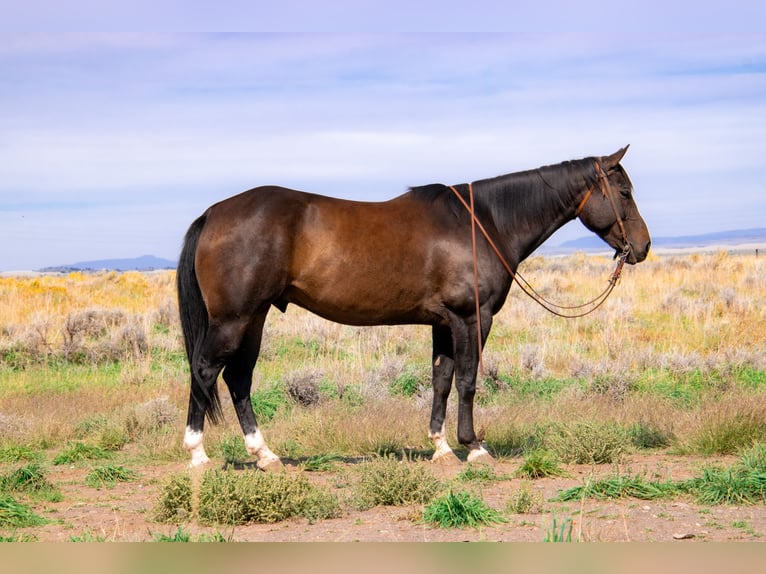 American Quarter Horse Wałach 9 lat 155 cm Gniada in Saint Anthony