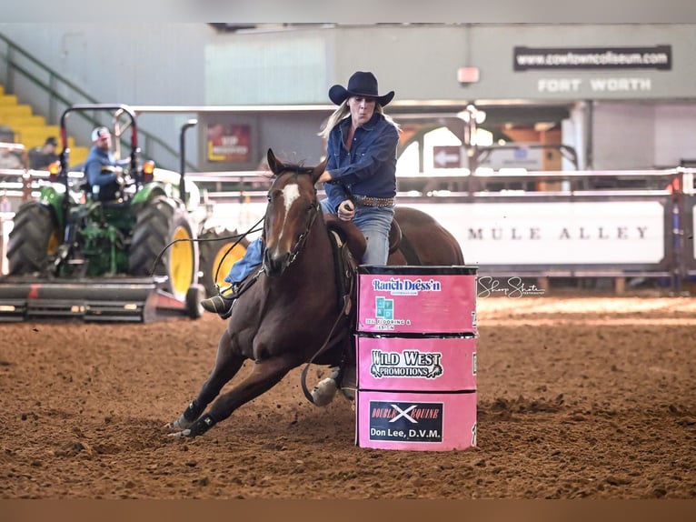 American Quarter Horse Wałach 9 lat 155 cm Gniada in Collinsville TX