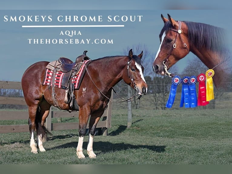 American Quarter Horse Wałach 9 lat 155 cm Gniada in Weston, MA