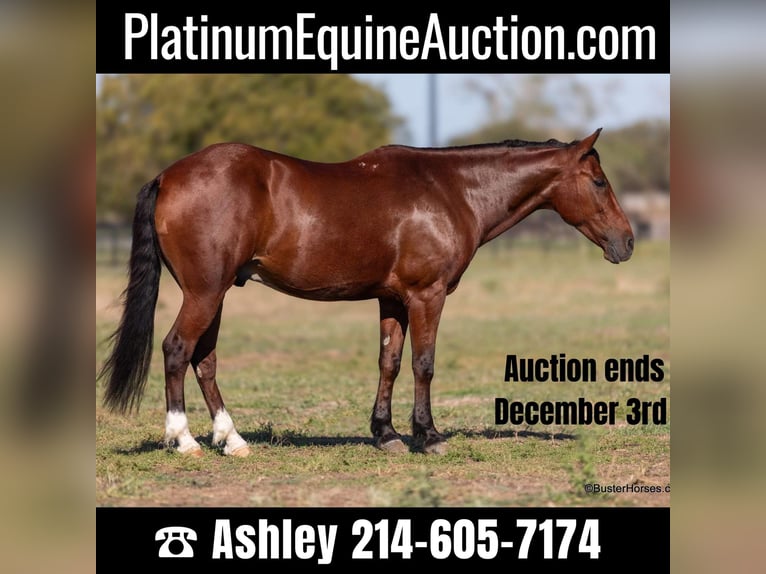 American Quarter Horse Wałach 9 lat 155 cm Gniada in Weatherford Tx