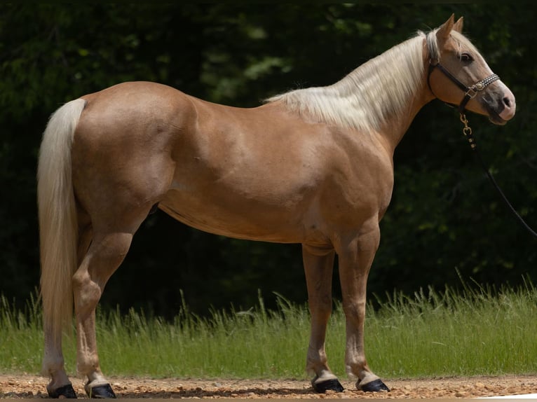 American Quarter Horse Wałach 9 lat 155 cm Izabelowata in Bovina MS