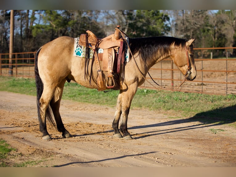 American Quarter Horse Wałach 9 lat 155 cm Jelenia in Rusk, TX