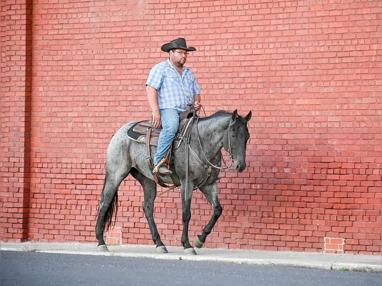 American Quarter Horse Wałach 9 lat 155 cm Karodereszowata in Halfway, MO