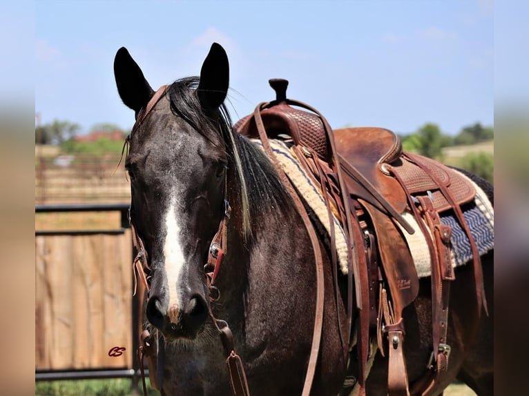 American Quarter Horse Wałach 9 lat 155 cm Karodereszowata in Jacksboro, TX