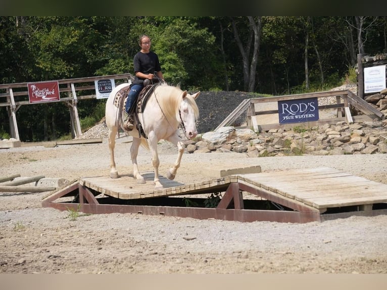 American Quarter Horse Wałach 9 lat 155 cm Perlino in Fresno, OH