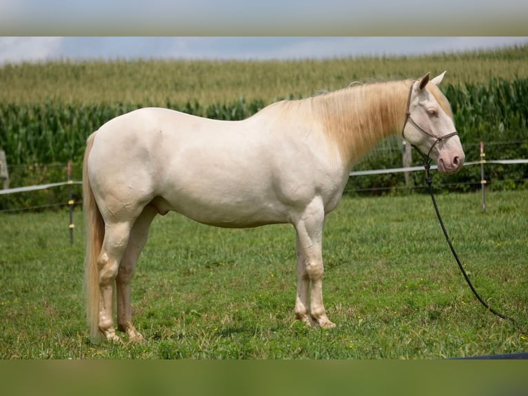 American Quarter Horse Wałach 9 lat 155 cm Perlino in Fresno, OH