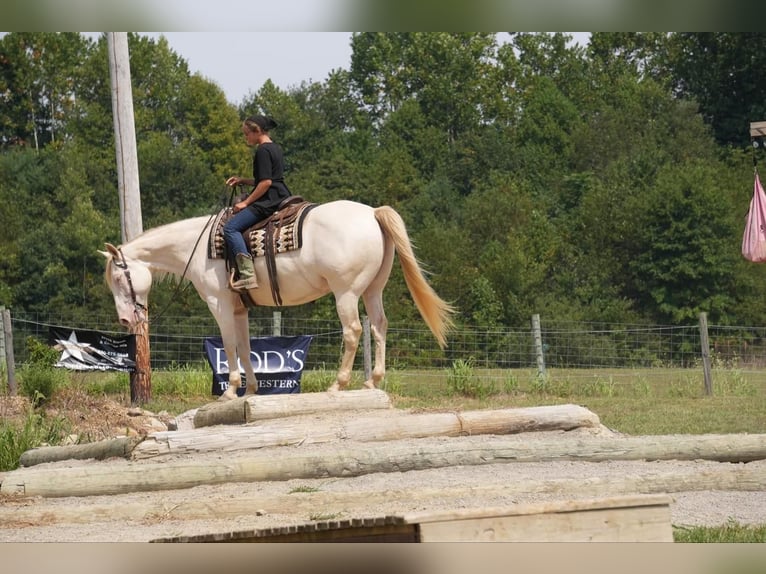 American Quarter Horse Wałach 9 lat 155 cm Perlino in Fresno, OH