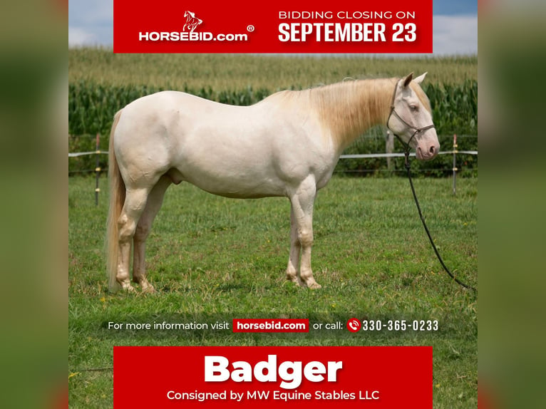 American Quarter Horse Wałach 9 lat 155 cm Perlino in Fresno, OH