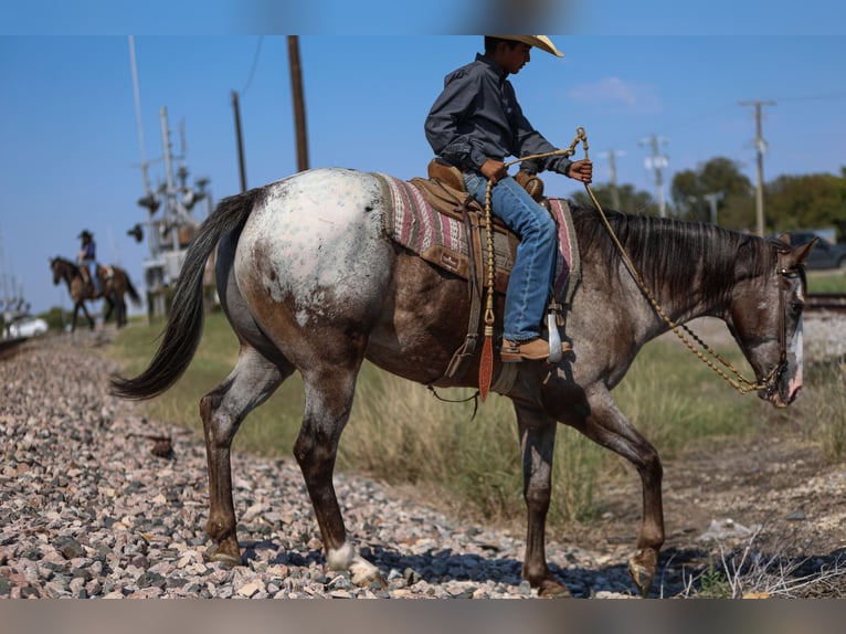 American Quarter Horse Wałach 9 lat 155 cm in Joshua