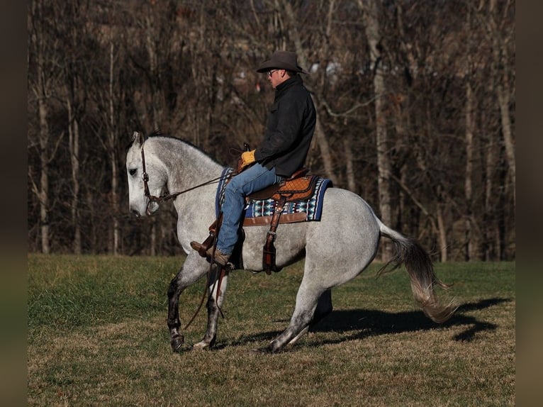 American Quarter Horse Wałach 9 lat 155 cm Siwa jabłkowita in Somerset