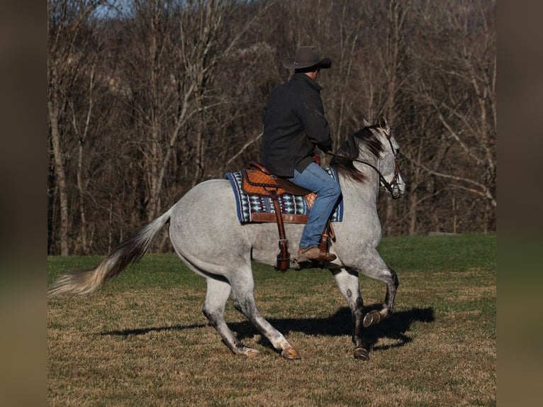 American Quarter Horse Wałach 9 lat 155 cm Siwa jabłkowita in Somerset