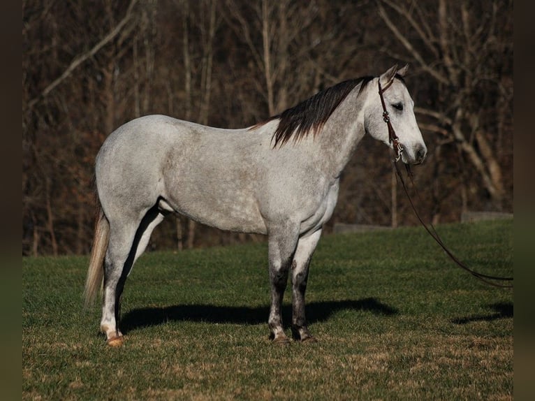 American Quarter Horse Wałach 9 lat 155 cm Siwa jabłkowita in Somerset