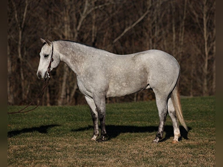 American Quarter Horse Wałach 9 lat 155 cm Siwa jabłkowita in Somerset