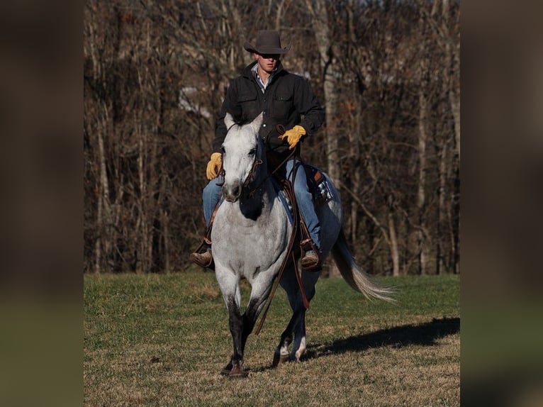 American Quarter Horse Wałach 9 lat 155 cm Siwa jabłkowita in Somerset