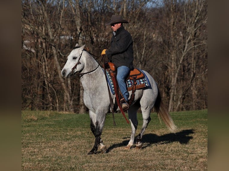 American Quarter Horse Wałach 9 lat 155 cm Siwa jabłkowita in Somerset