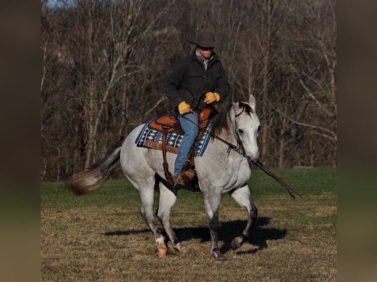 American Quarter Horse Wałach 9 lat 155 cm Siwa jabłkowita in Somerset