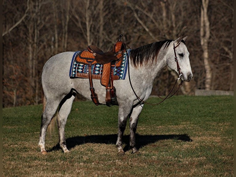 American Quarter Horse Wałach 9 lat 155 cm Siwa jabłkowita in Somerset