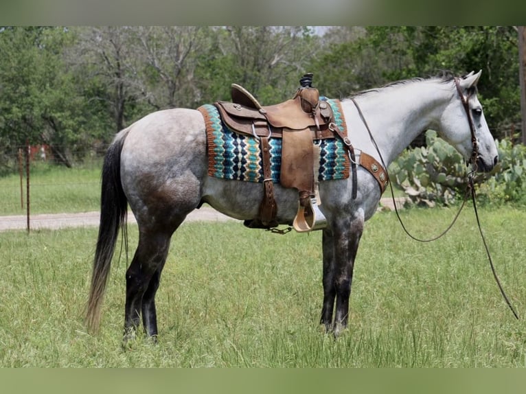 American Quarter Horse Wałach 9 lat 155 cm Siwa jabłkowita in Stephenville TX