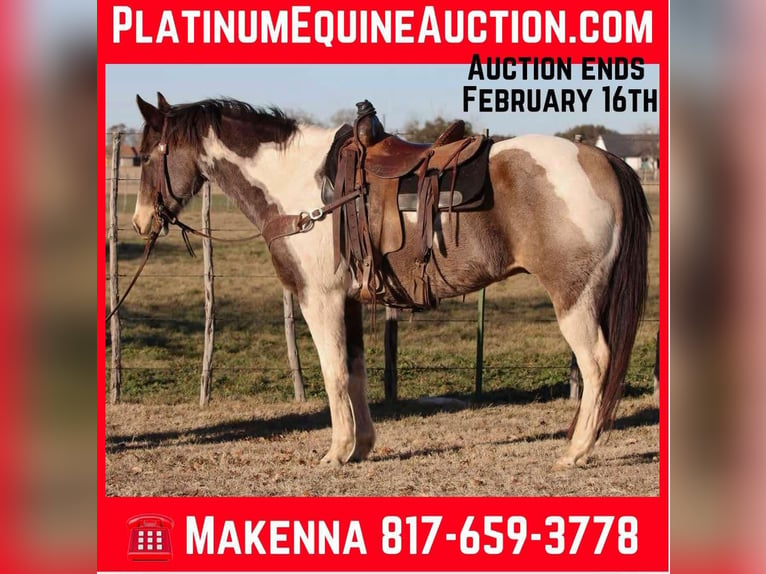 American Quarter Horse Wałach 9 lat 155 cm Tobiano wszelkich maści in Lipan TX