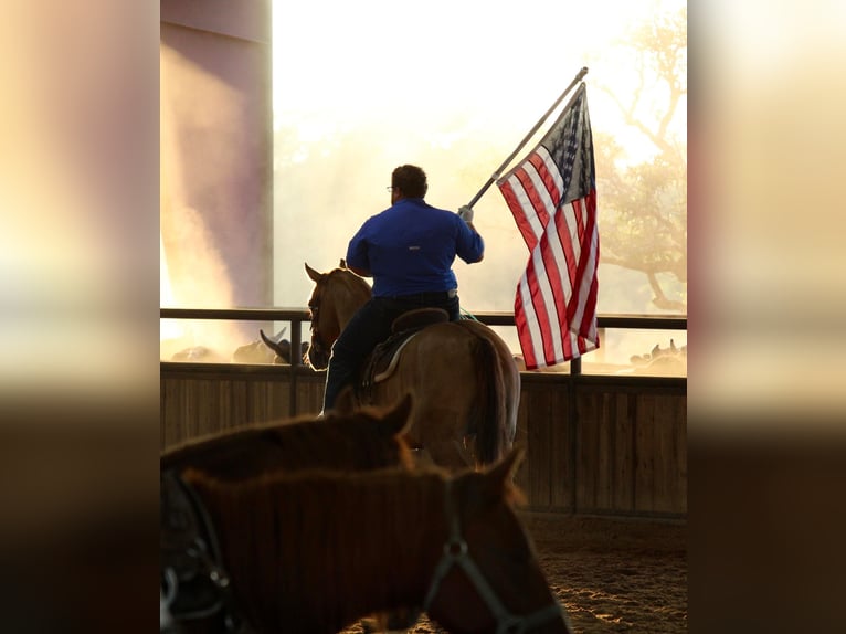 American Quarter Horse Wałach 9 lat 157 cm Bułana in Breckenridge TX