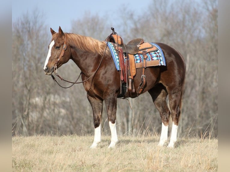American Quarter Horse Wałach 9 lat 157 cm Ciemnokasztanowata in Brodhead KY