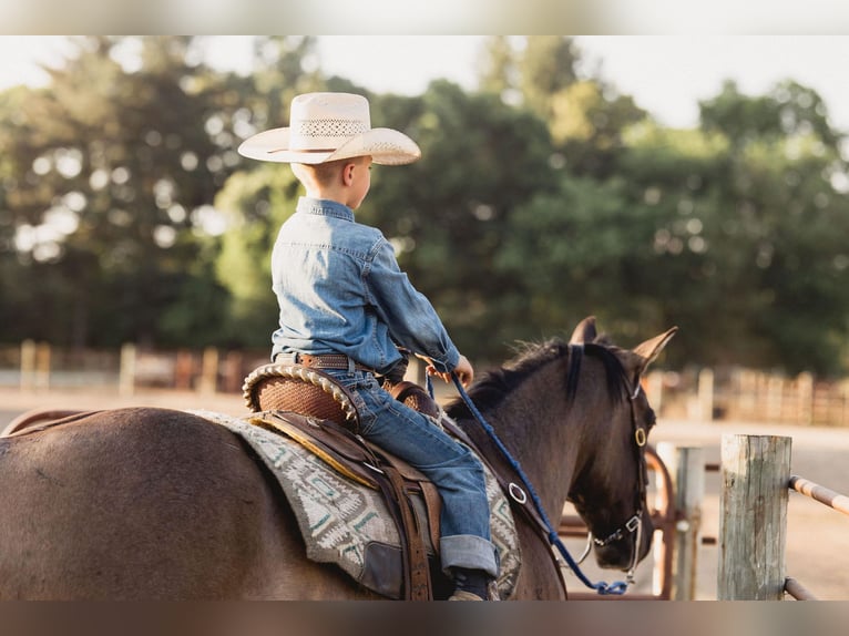 American Quarter Horse Wałach 9 lat 157 cm Grullo in North Judson IN