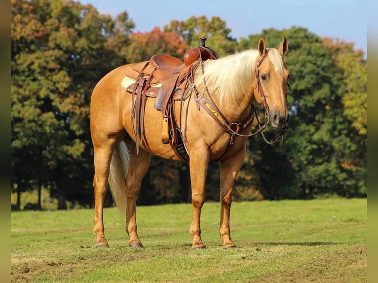 American Quarter Horse Wałach 9 lat 157 cm Izabelowata in Clarion, PA