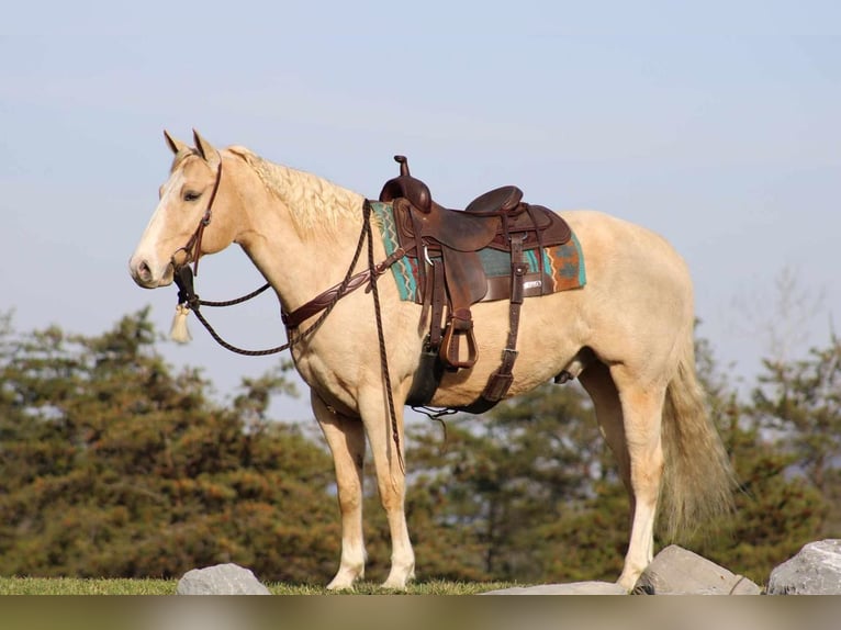 American Quarter Horse Wałach 9 lat 157 cm Izabelowata in Rebersburg
