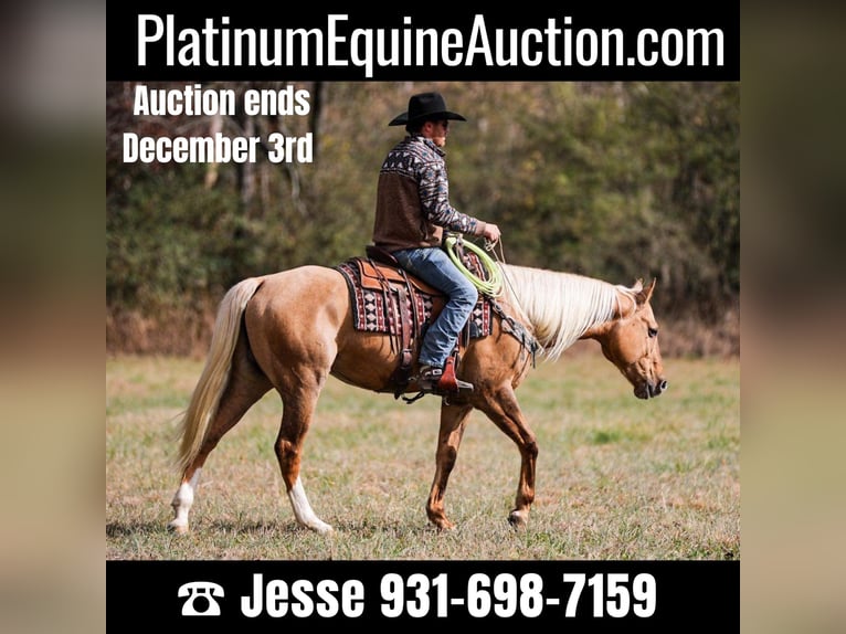 American Quarter Horse Wałach 9 lat 157 cm Izabelowata in SANTA Fe TN