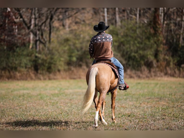 American Quarter Horse Wałach 9 lat 157 cm Izabelowata in SANTA Fe TN