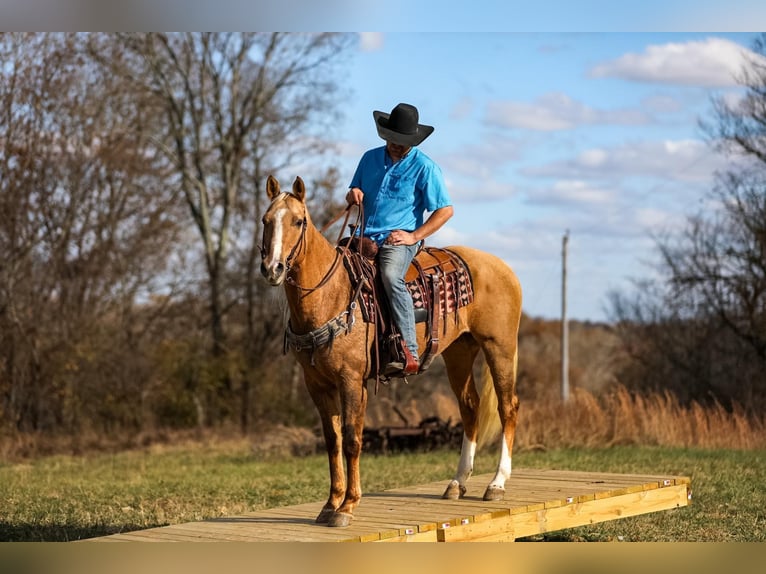 American Quarter Horse Wałach 9 lat 157 cm Izabelowata in SANTA Fe TN