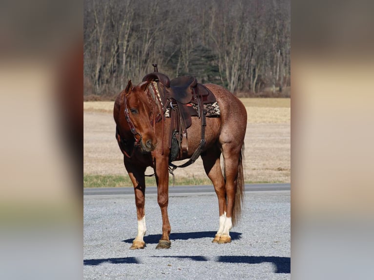 American Quarter Horse Wałach 9 lat 157 cm Kasztanowatodereszowata in Rebersburg