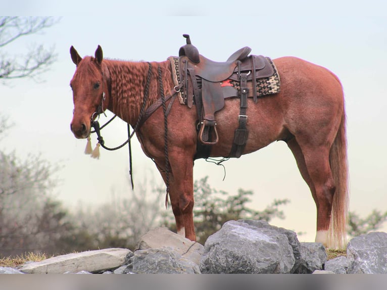 American Quarter Horse Wałach 9 lat 157 cm Kasztanowatodereszowata in Rebersburg